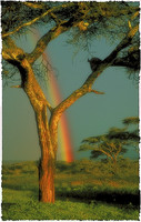 Serengeti Rainbow