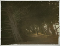 Walk in the Woods