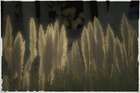 Sea Oats